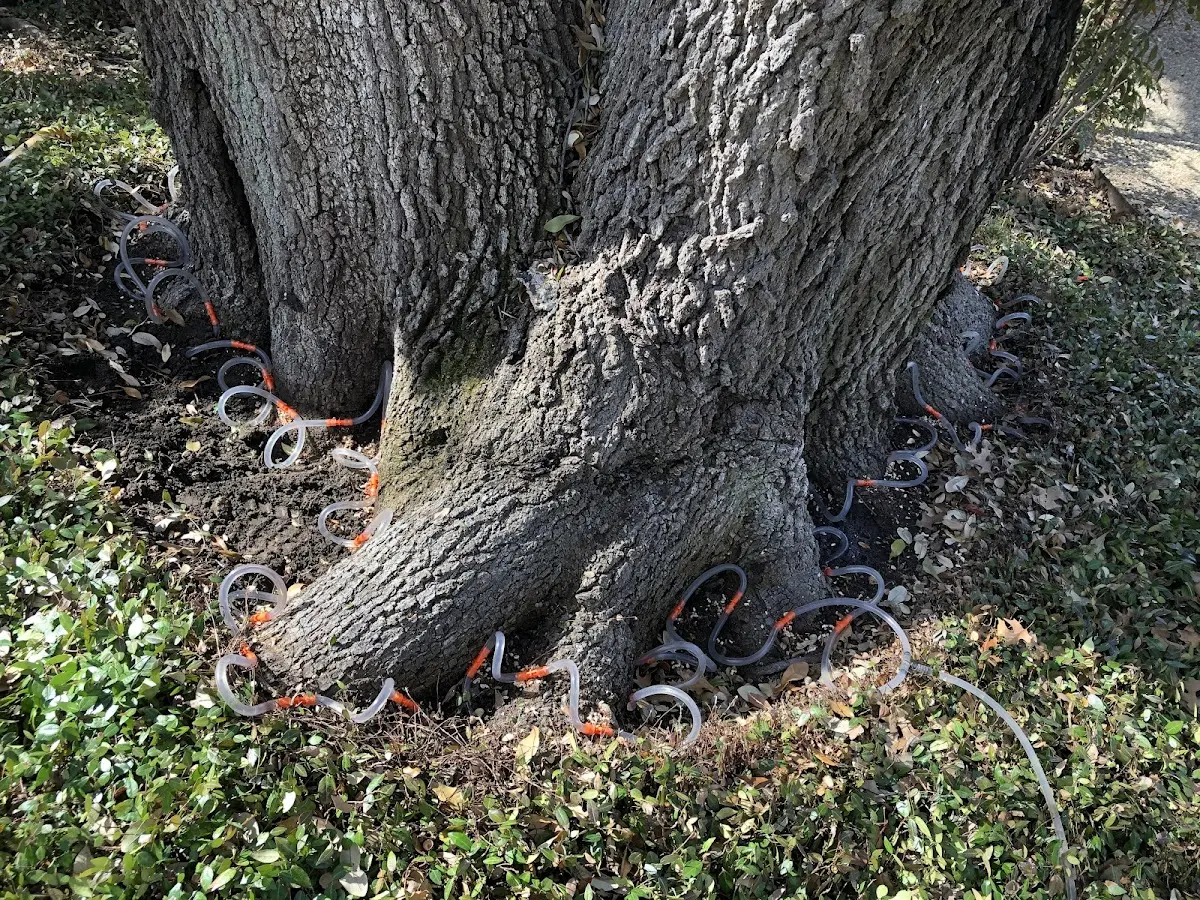 Detailed Tree Cabling and Bracing job site in Vernalis