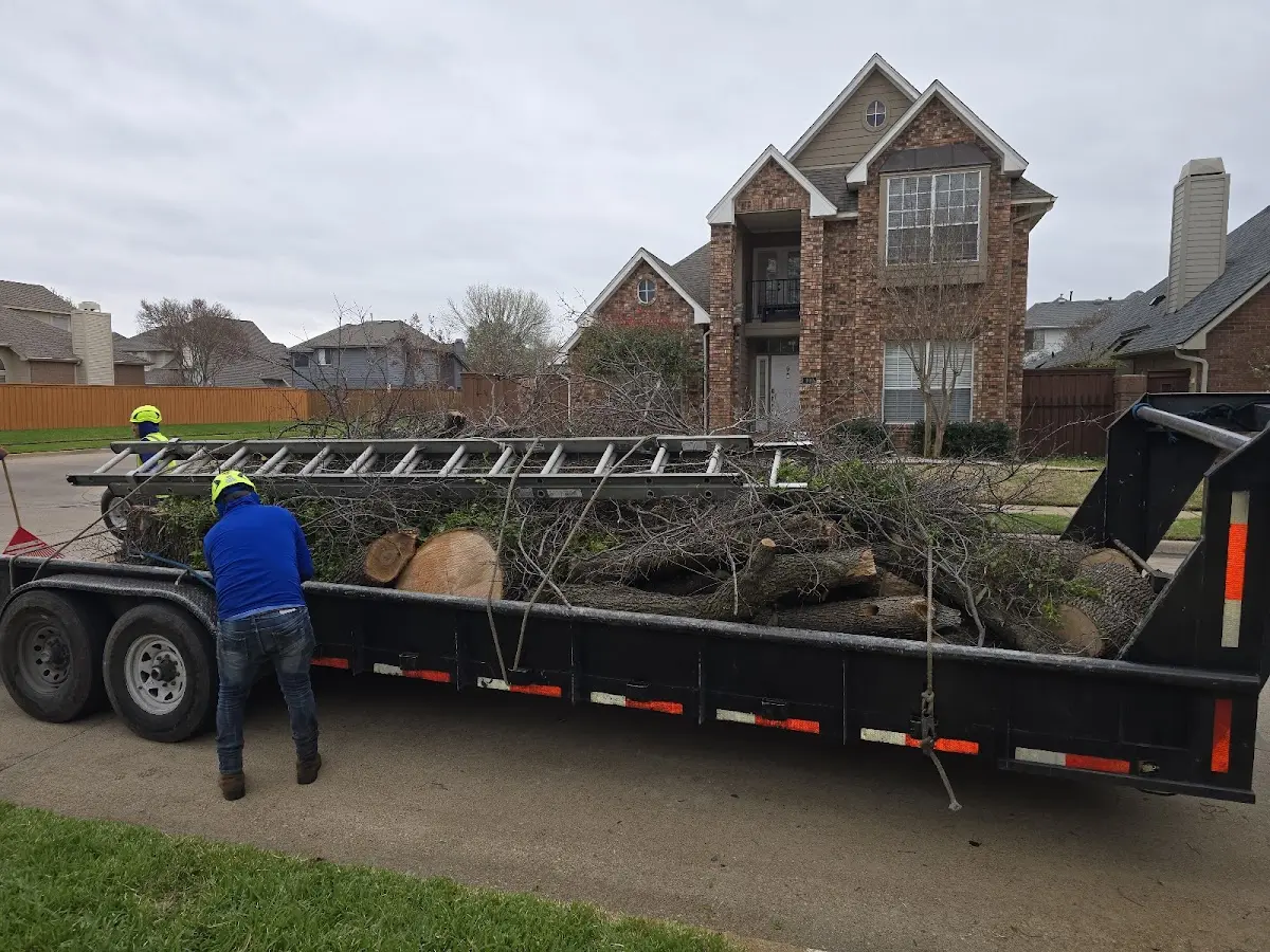 Expert Tree Removal with proper safety equipment in Vernalis